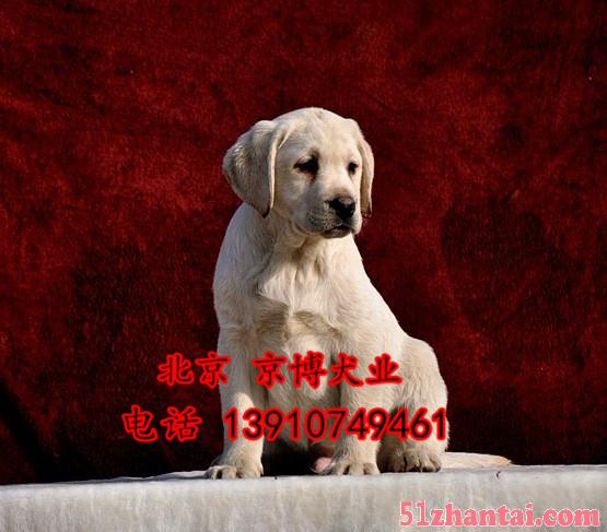 纯种拉布拉多 北京拉布拉多幼犬价格是多少 拉布拉多好养吗-图3