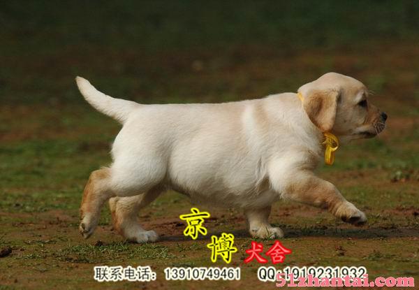 纯种拉布拉多 北京拉布拉多幼犬价格是多少 拉布拉多好养吗-图4