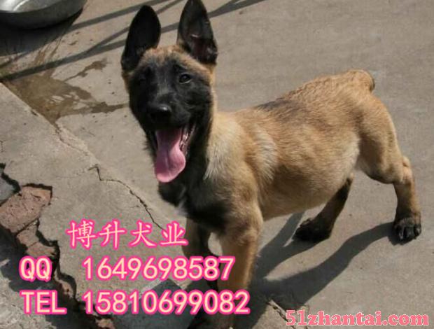 北京马犬价格 纯种马犬 赛级马犬 比利时马犬 保健康 签协议-图1