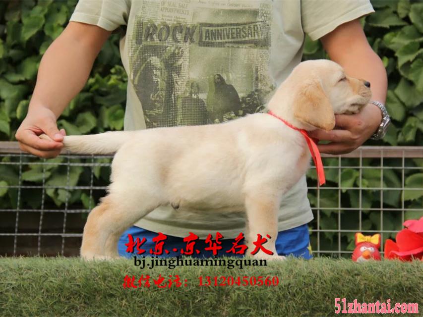 北京哪有纯种拉布拉多卖 北京拉布拉多幼犬价格-图1