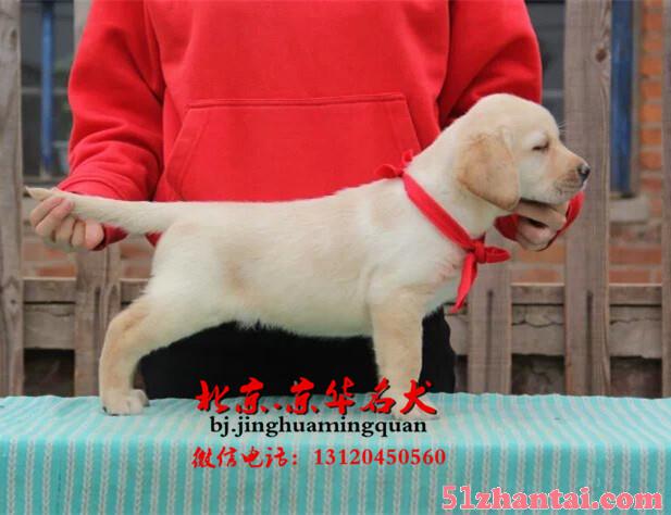北京哪有纯种拉布拉多卖 北京拉布拉多幼犬价格-图2