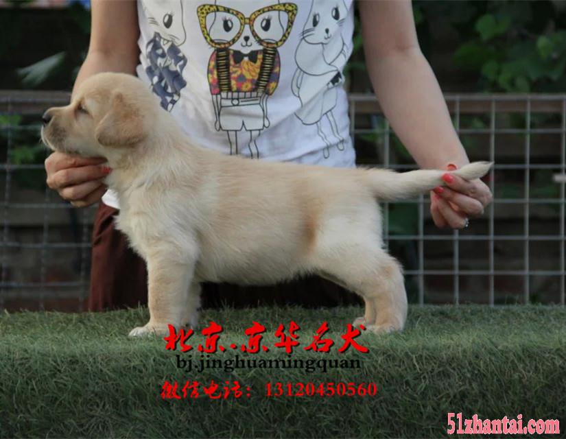 北京哪有纯种拉布拉多卖 北京拉布拉多幼犬价格-图3