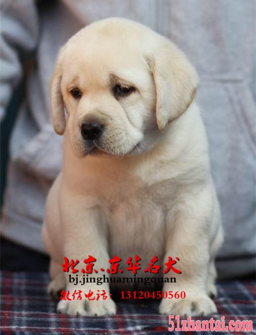 北京哪有纯种拉布拉多卖 北京拉布拉多幼犬价格-图4