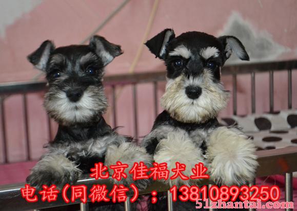北京哪卖雪纳瑞幼犬 纯种雪纳瑞犬 3个月大雪纳瑞犬 签署协议-图1