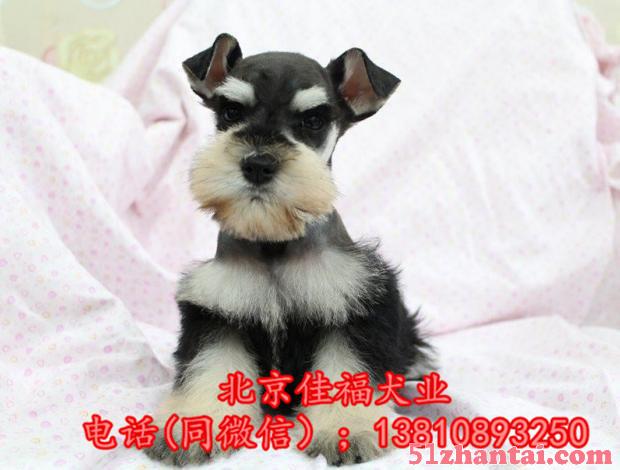 北京哪卖雪纳瑞幼犬 纯种雪纳瑞犬 3个月大雪纳瑞犬 签署协议-图2