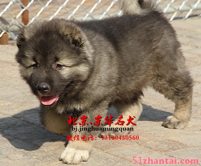 北京高加索犬、高加索犬多少钱-图1