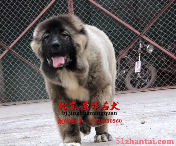 北京高加索犬、高加索犬多少钱-图2