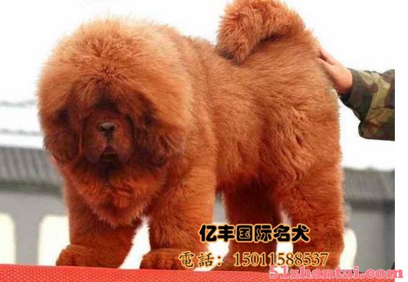 北京纯种大狮头藏獒多少钱藏獒图片藏獒价格-图1