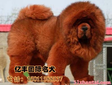 哪里有卖纯种藏獒幼犬的，北京藏獒幼犬多少钱-图1
