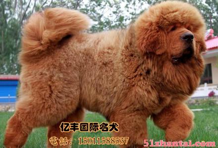 哪里有卖纯种藏獒幼犬的，北京藏獒幼犬多少钱-图2