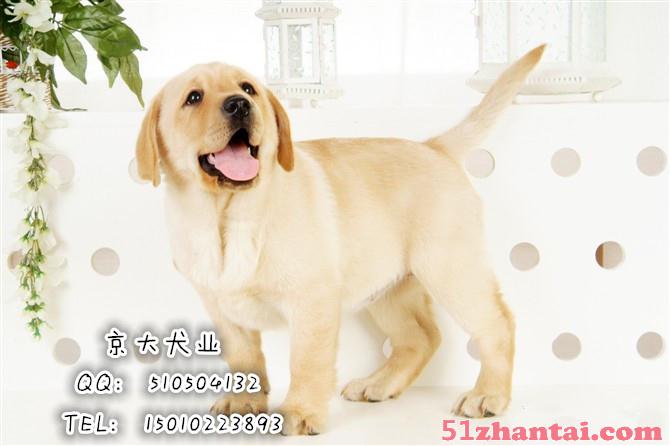 赛级拉布拉多犬 北京拉布拉多幼犬出售-图2