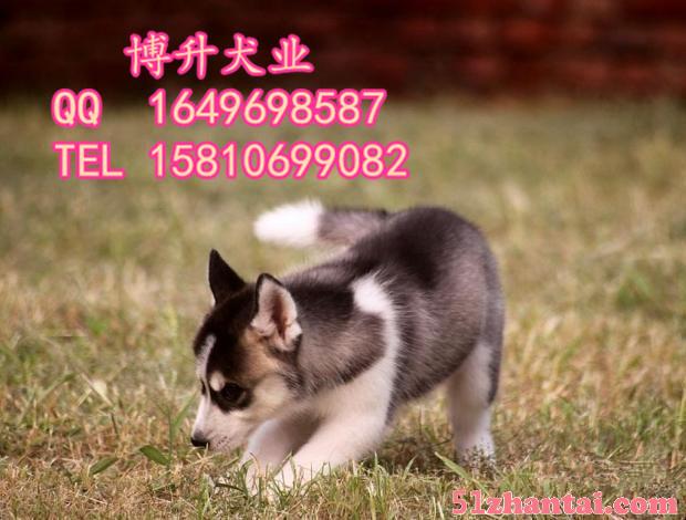 北京哪里卖哈士奇幼犬 纯种哈士奇犬 购买可签订协议 送货到家-图1