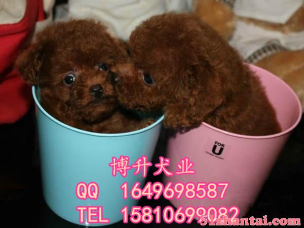 北京哪卖泰迪犬 玩具体泰迪 专业繁殖泰迪犬 多窝挑选 保健康-图1