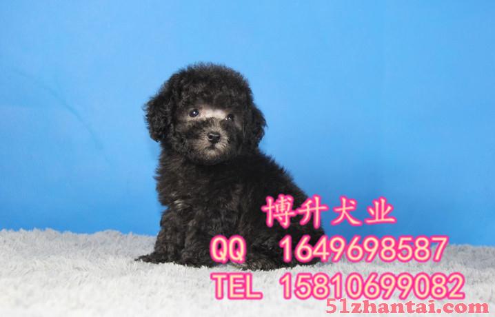 北京哪卖泰迪犬 玩具体泰迪 专业繁殖泰迪犬 多窝挑选 保健康-图2