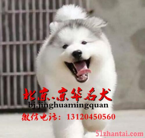 北京哪里卖纯种阿拉斯加幼犬 巨型阿拉斯加 精品阿拉斯加犬-图1