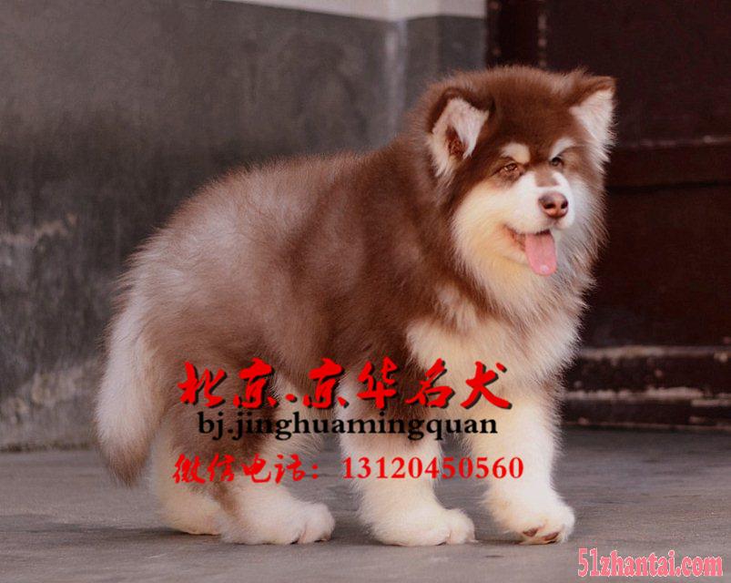 北京哪里卖纯种阿拉斯加幼犬 巨型阿拉斯加 精品阿拉斯加犬-图2