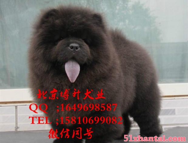 北京哪卖松狮犬 纯种松狮犬 美系小体松狮 百分百健康 可送货-图2