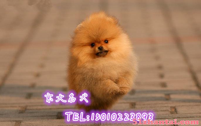 北京纯种博美犬 白色博美幼犬出售 北京博美基地-图1
