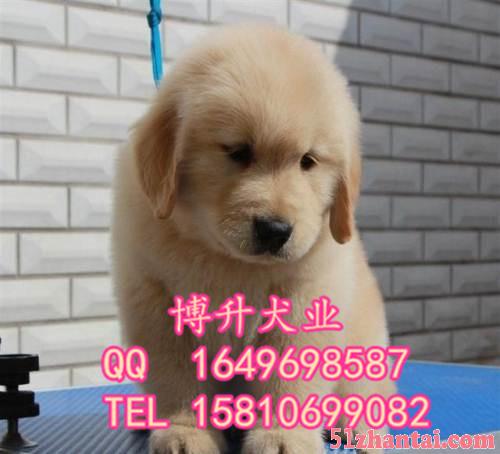 北京哪里卖金毛幼犬 美系金毛 黄金猎犬 已做完疫苗 同城送货-图2