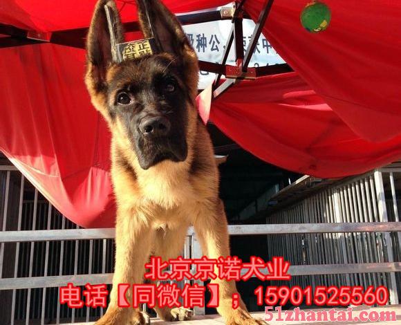 北京锤系德牧出售，纯种德牧出售，德牧幼犬出售保健康 保纯种-图1