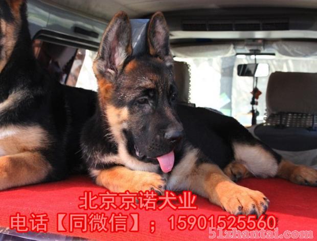 北京锤系德牧出售，纯种德牧出售，德牧幼犬出售保健康 保纯种-图2