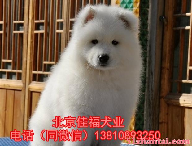 北京哪卖纯种萨摩耶犬 澳版萨摩耶 疫苗齐全 保健康 同城送货-图1