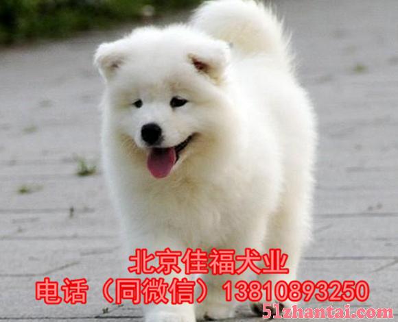 北京哪卖纯种萨摩耶犬 澳版萨摩耶 疫苗齐全 保健康 同城送货-图2