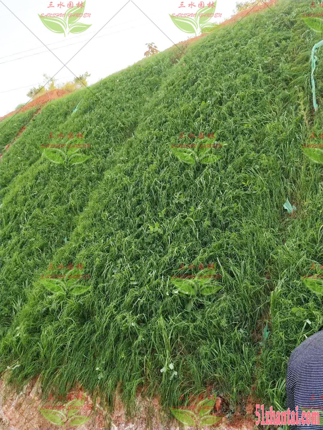 厦门绿化草坪草籽供应-图1