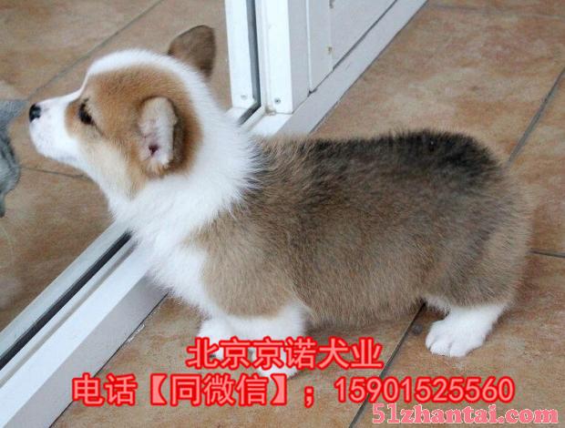 北京柯基犬价格 威尔士柯基犬 包健康包血统 签协议 送货上门-图2
