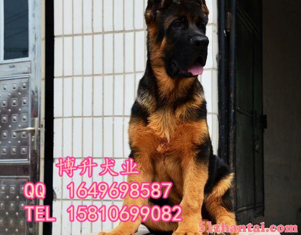 北京哪里卖拉布拉多犬 纯种拉布拉多犬 签订活体协议 送货上门-图1