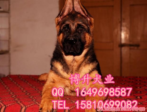 北京哪里卖拉布拉多犬 纯种拉布拉多犬 签订活体协议 送货上门-图2