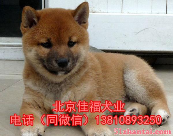 北京哪里卖纯种柴犬 日系柴犬 多窝挑选 签订协议 送喂养教材-图1