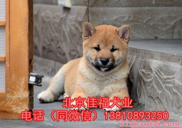 北京哪里卖纯种柴犬 日系柴犬 多窝挑选 签订协议 送喂养教材-图2