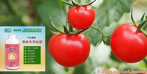 大棚种番茄的亩产量-图1