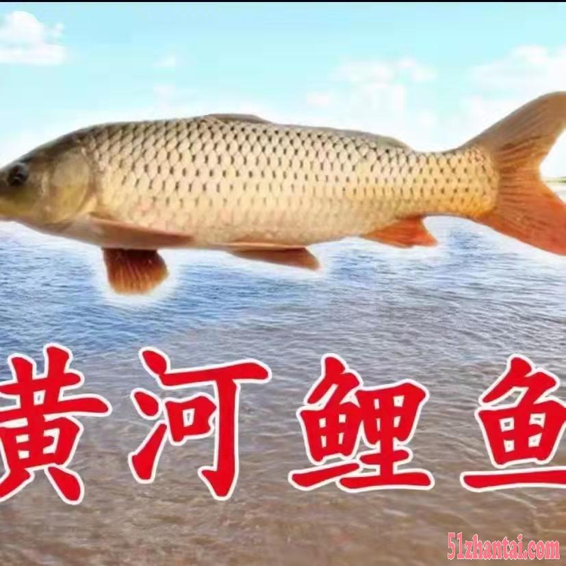河南郑州哪里有正宗原种黄河鲤鱼苗-图1