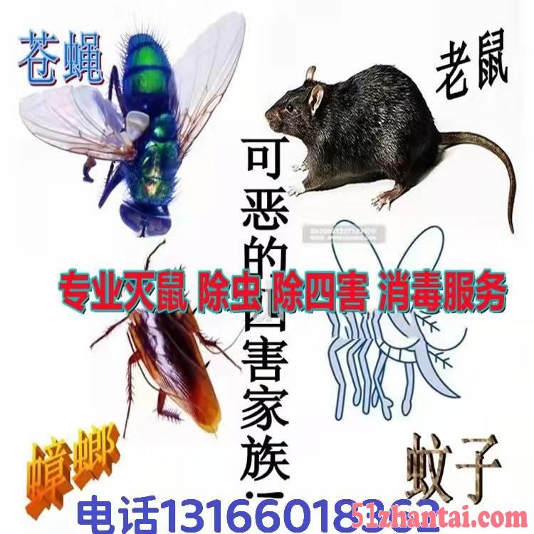 宾馆灭鼠杀灭蟑螂上海灭老鼠公司-图2