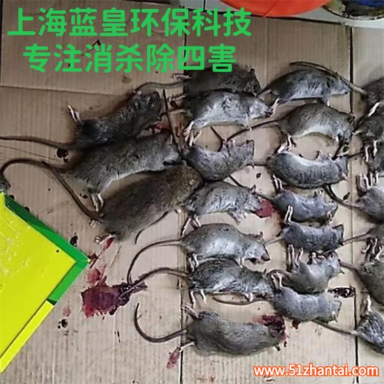 上海杀虫除蟑螂灭白蚁工厂消杀消毒除鼠害-图2